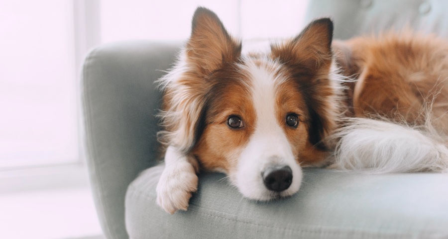 Border Collie resting on a sofa